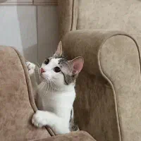گربه