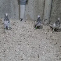 سرور خوشگل|پرنده|ارژن, |دیوار