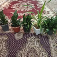 فروش گل|گل و گیاه طبیعی|بیستون, |دیوار