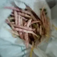 لوبیا چیتی تازه الموت با پوست  بیدستان170|خوردنی و آشامیدنی|محمدیه-قزوین, |دیوار