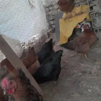 فریک سالم و درشت|حیوانات مزرعه|محمدیه-قزوین, |دیوار