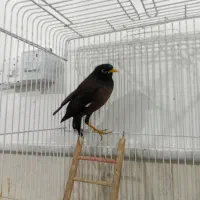 مینا سخنگو با لوازم|پرنده|نیشابور, ده حلاج|دیوار