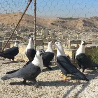 کفترمخمل
