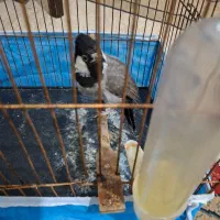 عروس هلندی نر|پرنده|دزفول, |دیوار