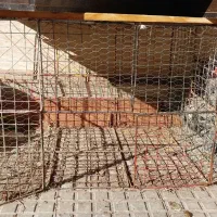 قفس فلزی مناسب پرنده خرگوش وغیره...