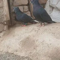 جفتگاه|پرنده|سبزوار, کهنه آب|دیوار