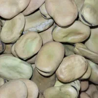 باقلا