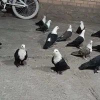 ۱۴ کبوتر