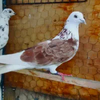 کفتر کبوتر گرفتنی جوجه قلمی کهنه ۱۶تا تهرانی خارجی