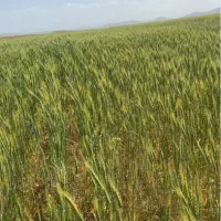 چهل هکتار زمین کشاورزی یک قطعه