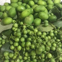 پهیل (لمپچ)|خوردنی و آشامیدنی|شیراز, قصرالدشت|دیوار