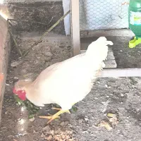 یک عدد خروس کاکلی محلی سفید