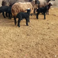 ۵راس میش وبره با ۱راس آبستن مایع کرده