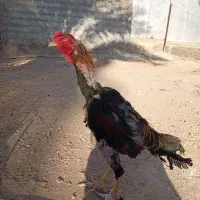 تخم لاری  تازه و نطفه دار|حیوانات مزرعه|سرپل ذهاب, |دیوار