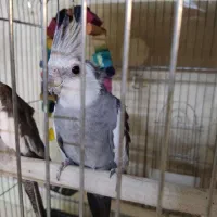 عروس هلندی مولد وایت فیس