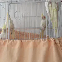 عروس هلندی|پرنده|اردبیل, |دیوار