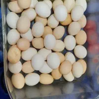تخم‌مرغ‌ محلی