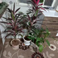 گل فروشی