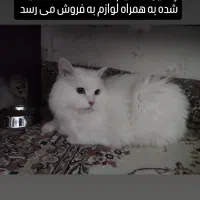 گربه پرشین نر عقیم شده
