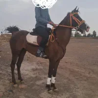 اسب|اسب و تجهیزات اسب‌سواری|گناباد, |دیوار