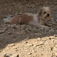 سگ ترییر قیمت ۱۴۰۰|سگ|فردیس, شهرک ناز|دیوار