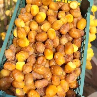 بهترین رطب و خرمای خشت|خوردنی و آشامیدنی|شیراز, فرهنگ شهر|دیوار