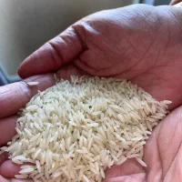 برنج هاشمی اصل