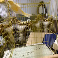 جوجه قناری نرگلستر