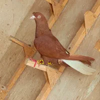 سرخ  دم سفید بزن