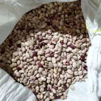 لوبیا چیتی