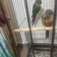 سنگال.گرینچک وعروس