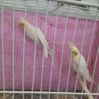 جفت عروس هلندی نر و ماده لوتینو چشم شرابی به شرط