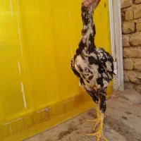 خروس لاری