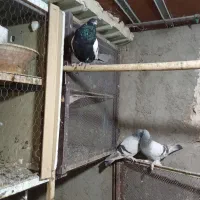 کبوتر|پرنده|تبریز, |دیوار