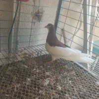 کبوتر شهری سرخ نر