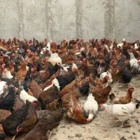 مرغ بالغ تخم گذار گلپایگانی