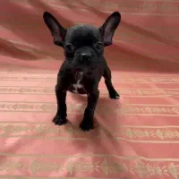 فرنچ بولداگ یا بولداگ فرانسوی