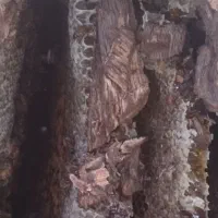 عسل طبیعی درخت