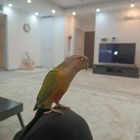 گرینچیک دستی پروازی|پرنده|باقرشهر, |دیوار