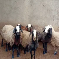 گوسفند ۲وقلـوزا و بره ژن دار|حیوانات مزرعه|مهریز, |دیوار