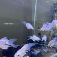 ماهی و آکواریوم و لوازم|ماهی|زنجان, |دیوار