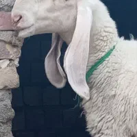 میش مری کاموریایی|حیوانات مزرعه|زابل, |دیوار