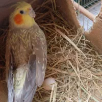 عروس هلندی|پرنده|ماسال, |دیوار