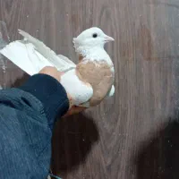 ۴ عدد ماده طوقی