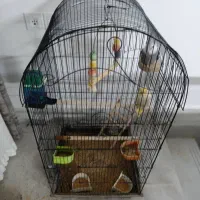 عروس هلندی با قفس