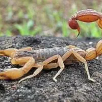 آموزش پرورش عقرب