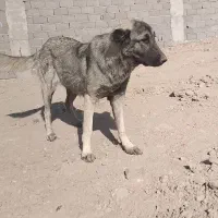 واگذاری توله ماده