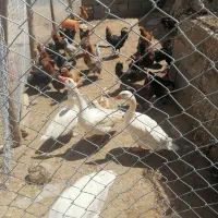 فروش غازهای سفید درشت و مرغ های یکساله