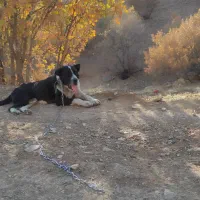 واگذاری سگ برای نسل کشی