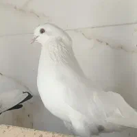 کله دم سیاه